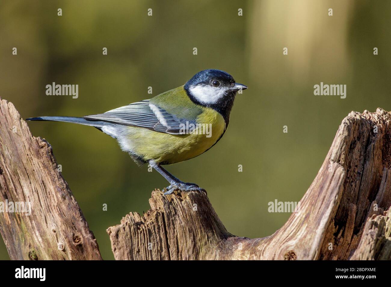 Kohlmeise (Parus großen) Stockfoto