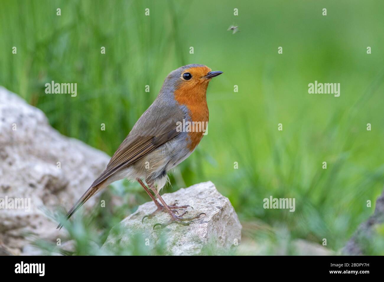 Rotkehlchen (Erithacus Rubecula) Stockfoto