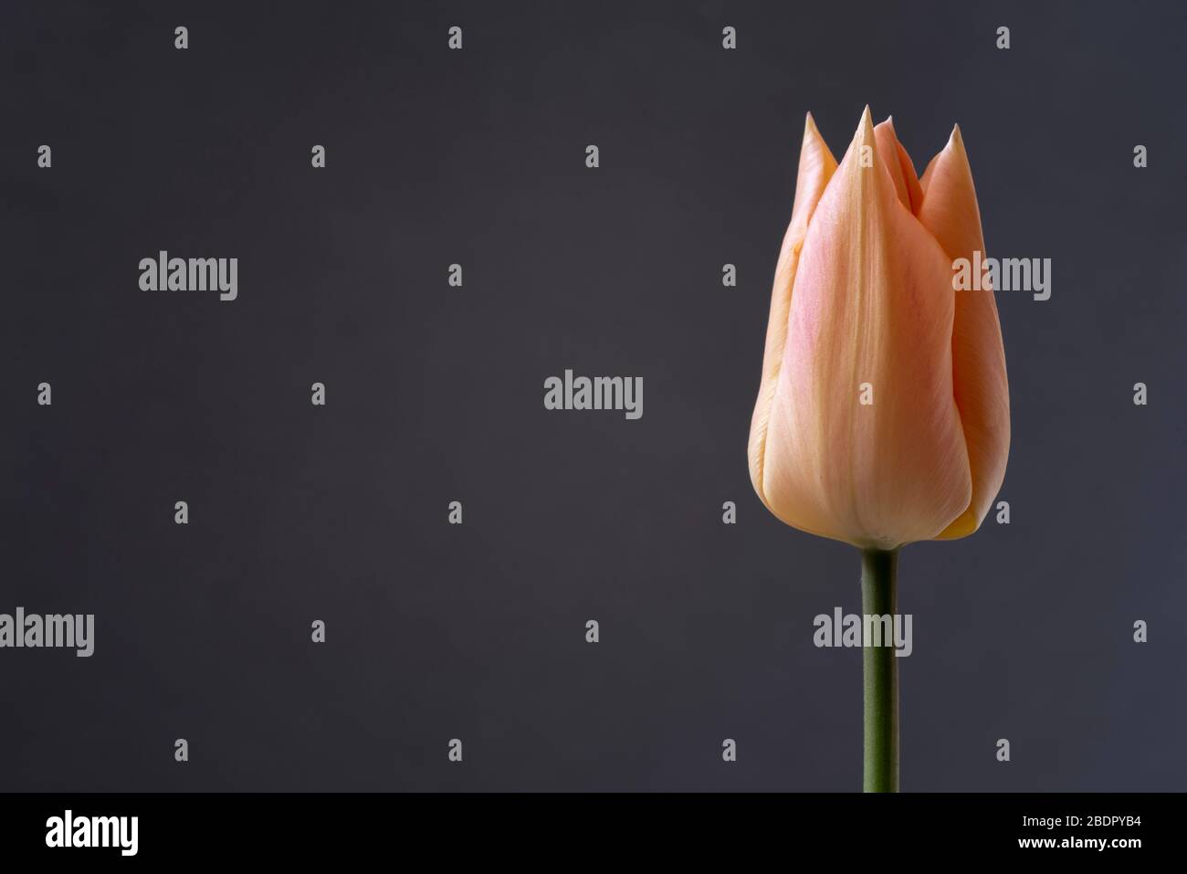 Einzelne Tulpe isoliert auf grauem Hintergrund. Stockfoto