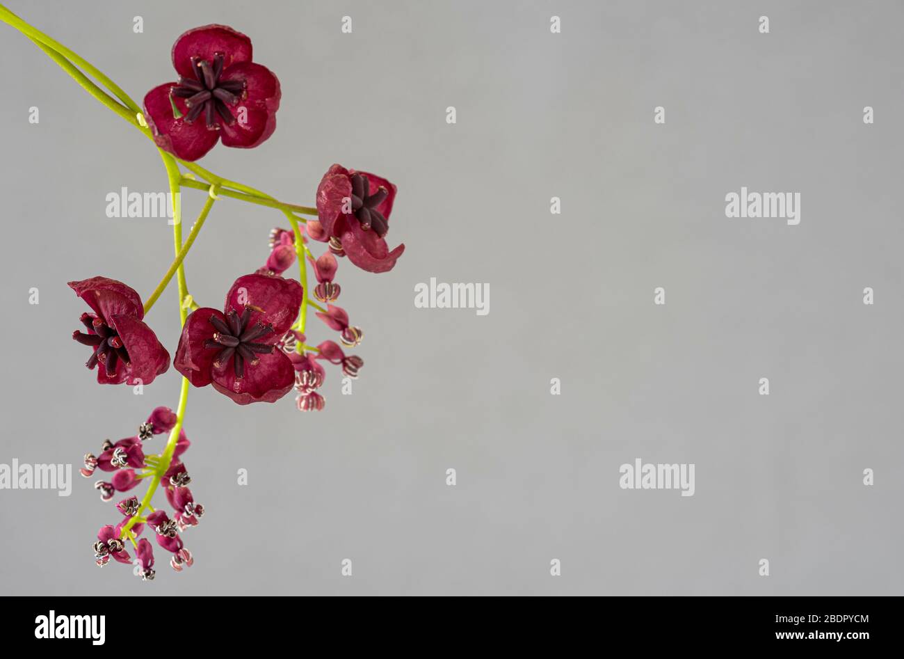 Akebia Quinata, hängende Kletterpflanze mit tiefroten Blüten. Stockfoto