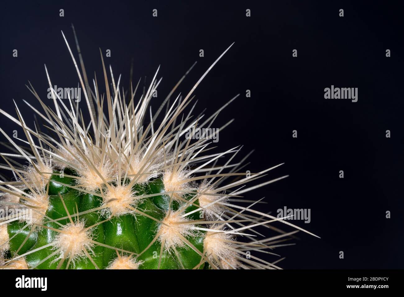 Nahaufnahme eines sehr stacheligen Kaktus, mit schädlichen scharfen Nadeln. Stockfoto