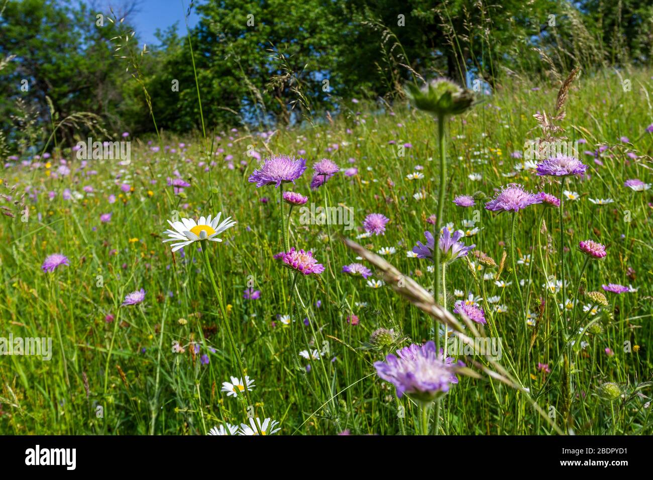 Blumenwiese an der Limburg, Albvorland, Weilheim unter Teck Stockfoto