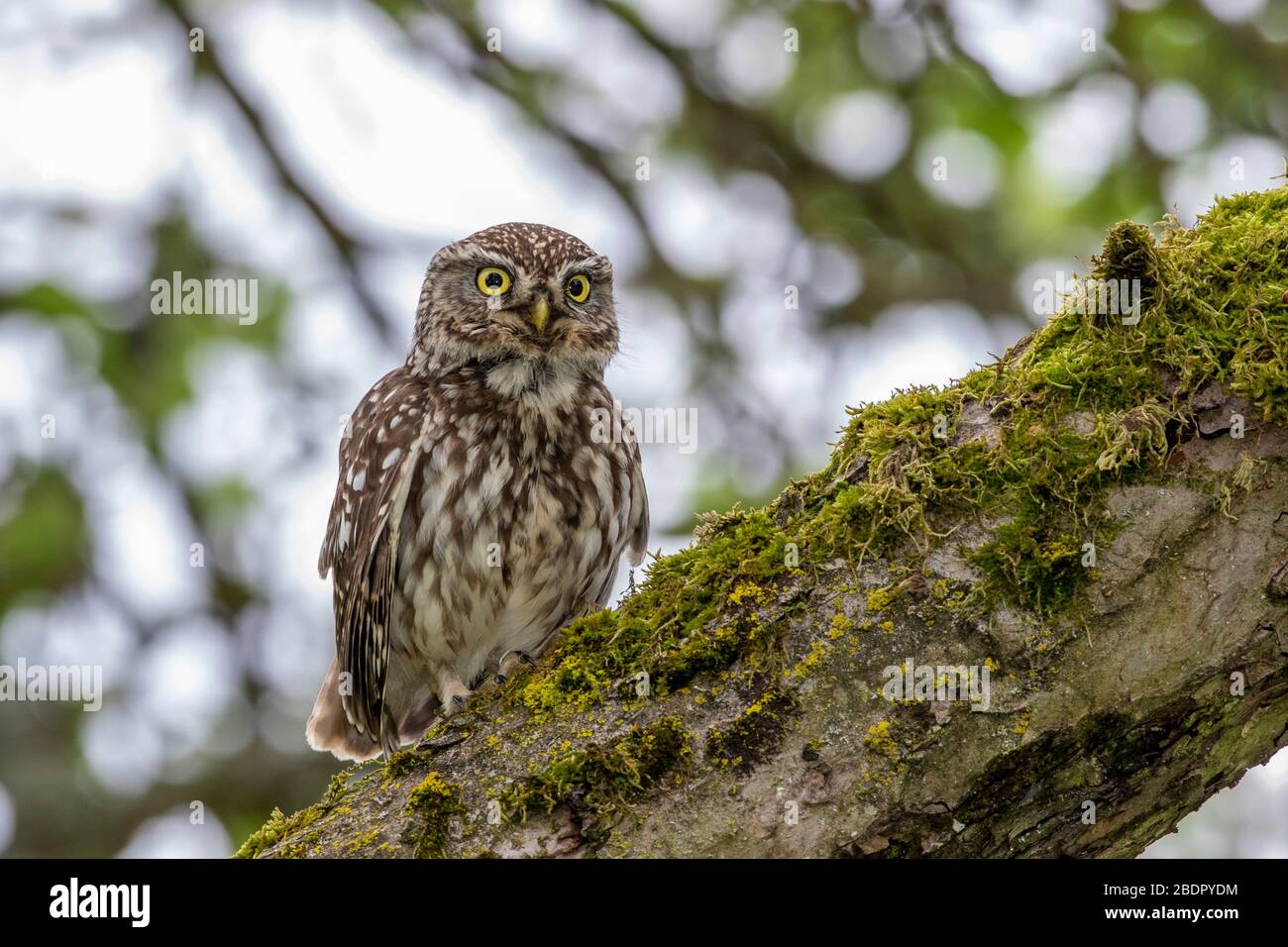 Steinkauz (Athene Noctua) Stockfoto