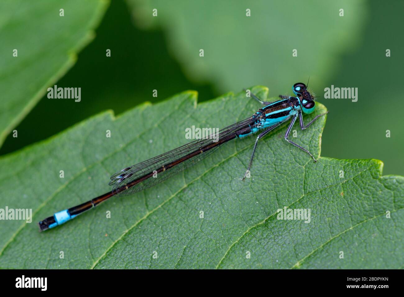 Große Pechlibelle (Ischnura elegans) Männer Stockfoto