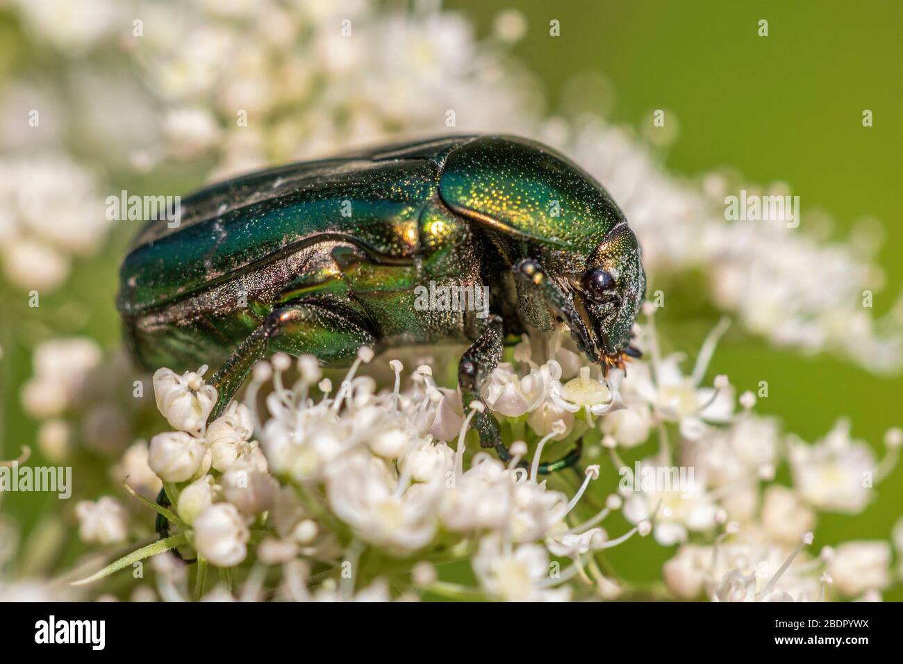 Rosenkäfer (Cetonia aurata) Stockfoto