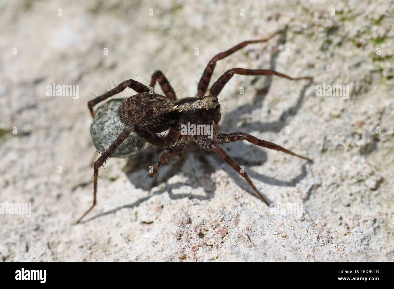 Weibliche Wolf Spinne Pardosa sp. Trägt Eiersack Stockfoto