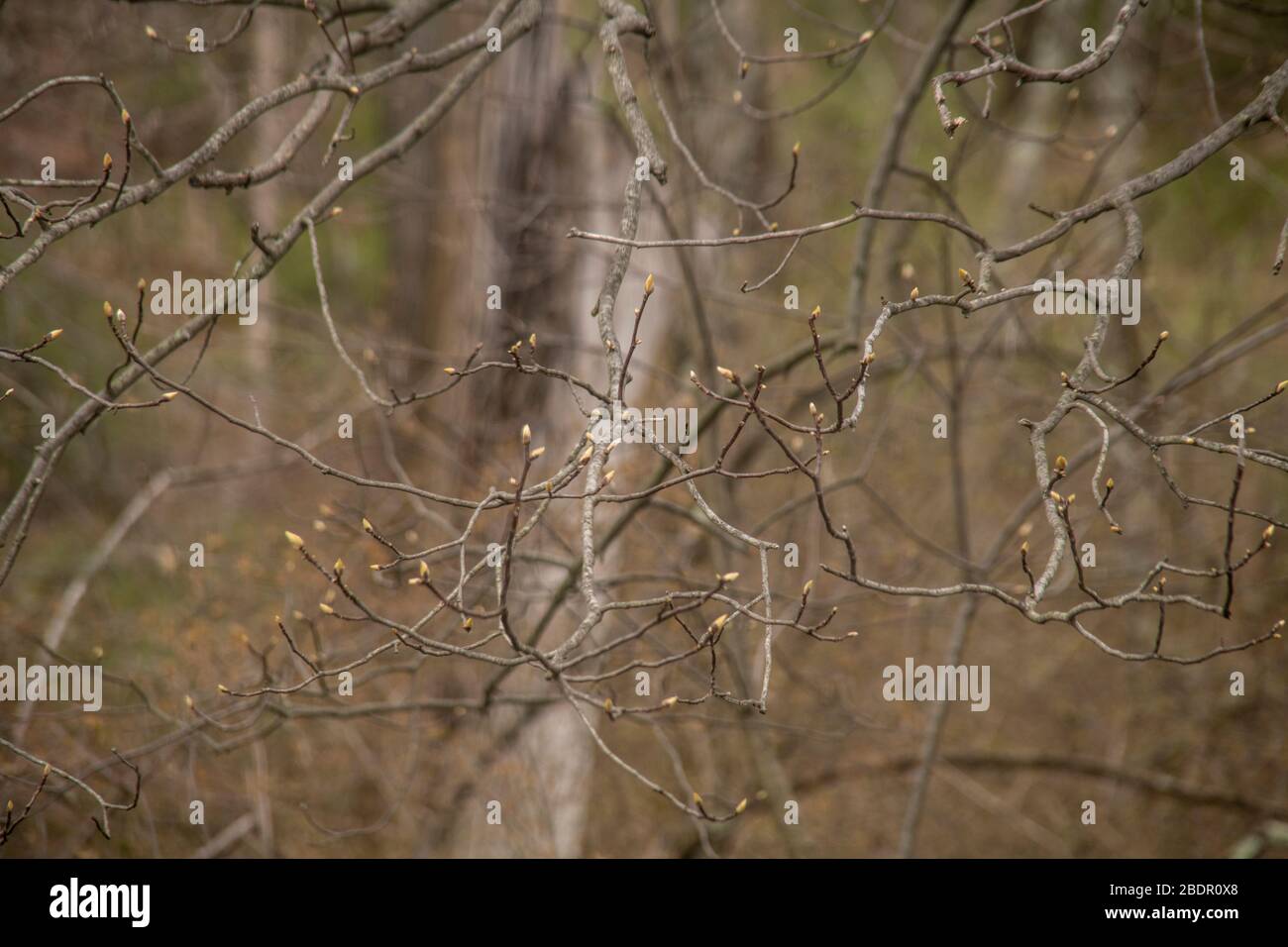 Springtime Baumknospen Stockfoto