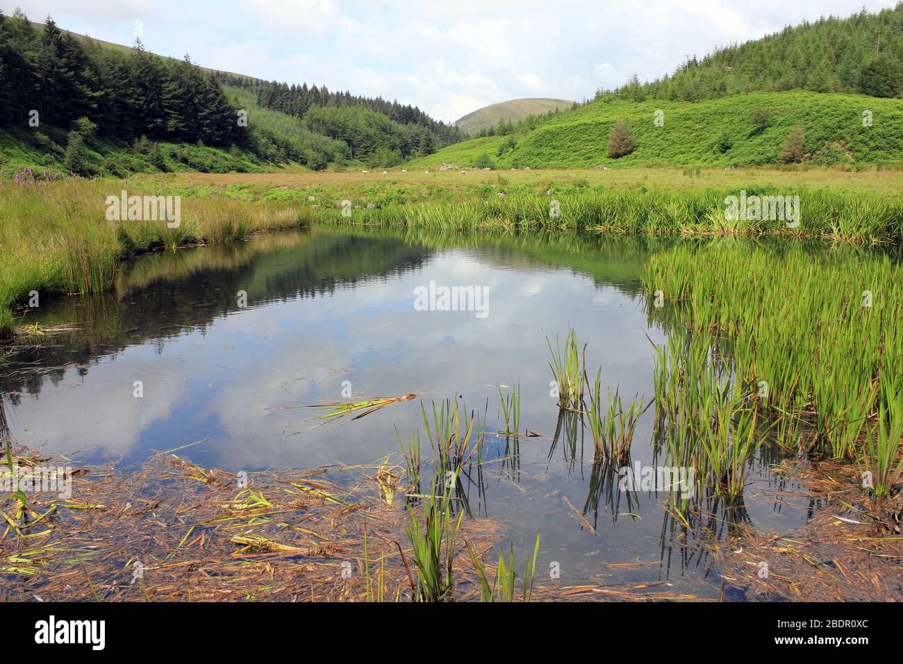 Teich in Dunsop Valley, Forest of Bowland AONB, Lancashire, Großbritannien Stockfoto
