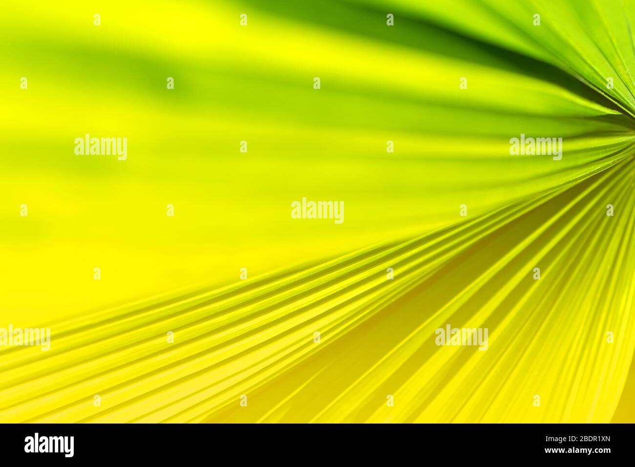 Tropische Kokosnuss Palmblatt Textur im Garten, abstrakt grün gelb Blatt Hintergrund. Nahaufnahme. Exotisches Sommerkonzept. Stockfoto