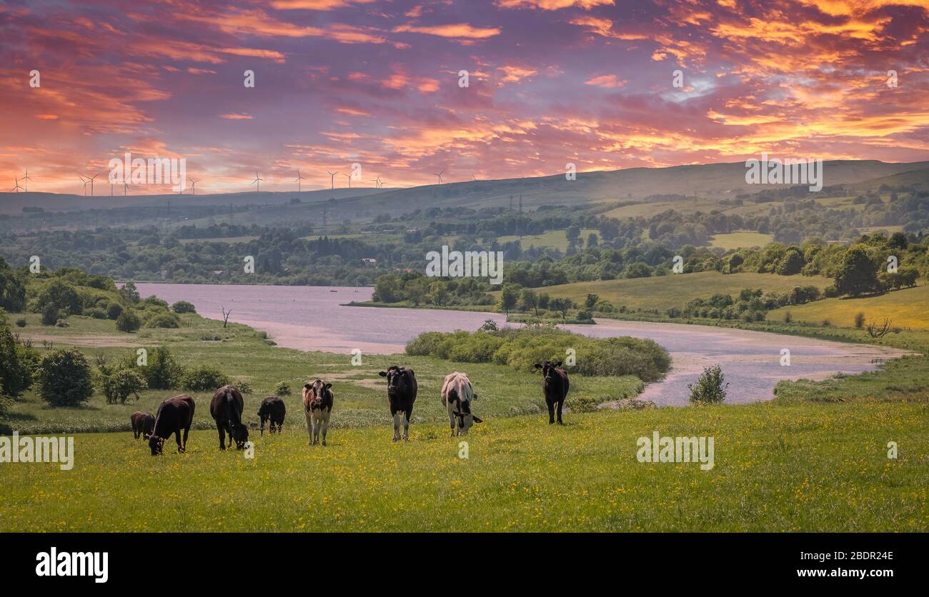 Einige Milchkühe und mit Blick auf Castle Semple Loch zu den Windpark Turbinen in der nebligen Entfernung. Eine Mischung aus landwirtschaftlich-landwirtschaftlicher Sicht und erneuerbarem en Stockfoto