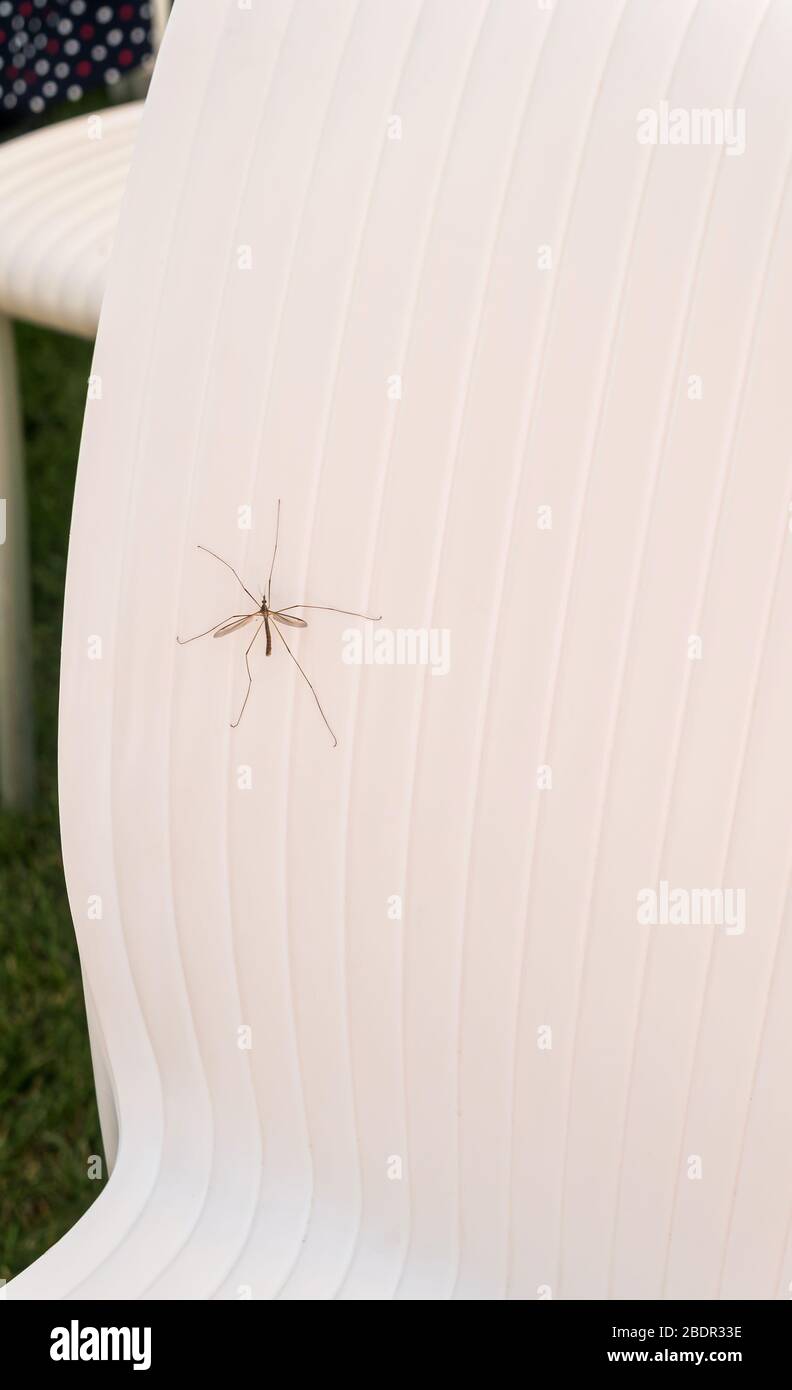 Riesenkranfliege, kranefly, Mücke, Tipula, Diptera, Insekt Tipulidae, Spanien. Stockfoto