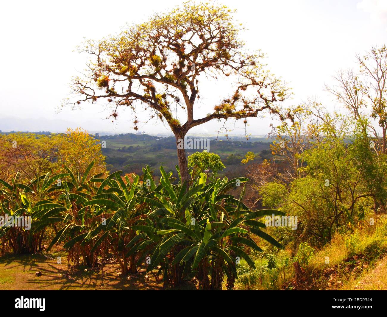 Felder und Wälder in der Nähe der archäologischen Stätte Toniná in Chiapas, im Süden Mexikos Stockfoto