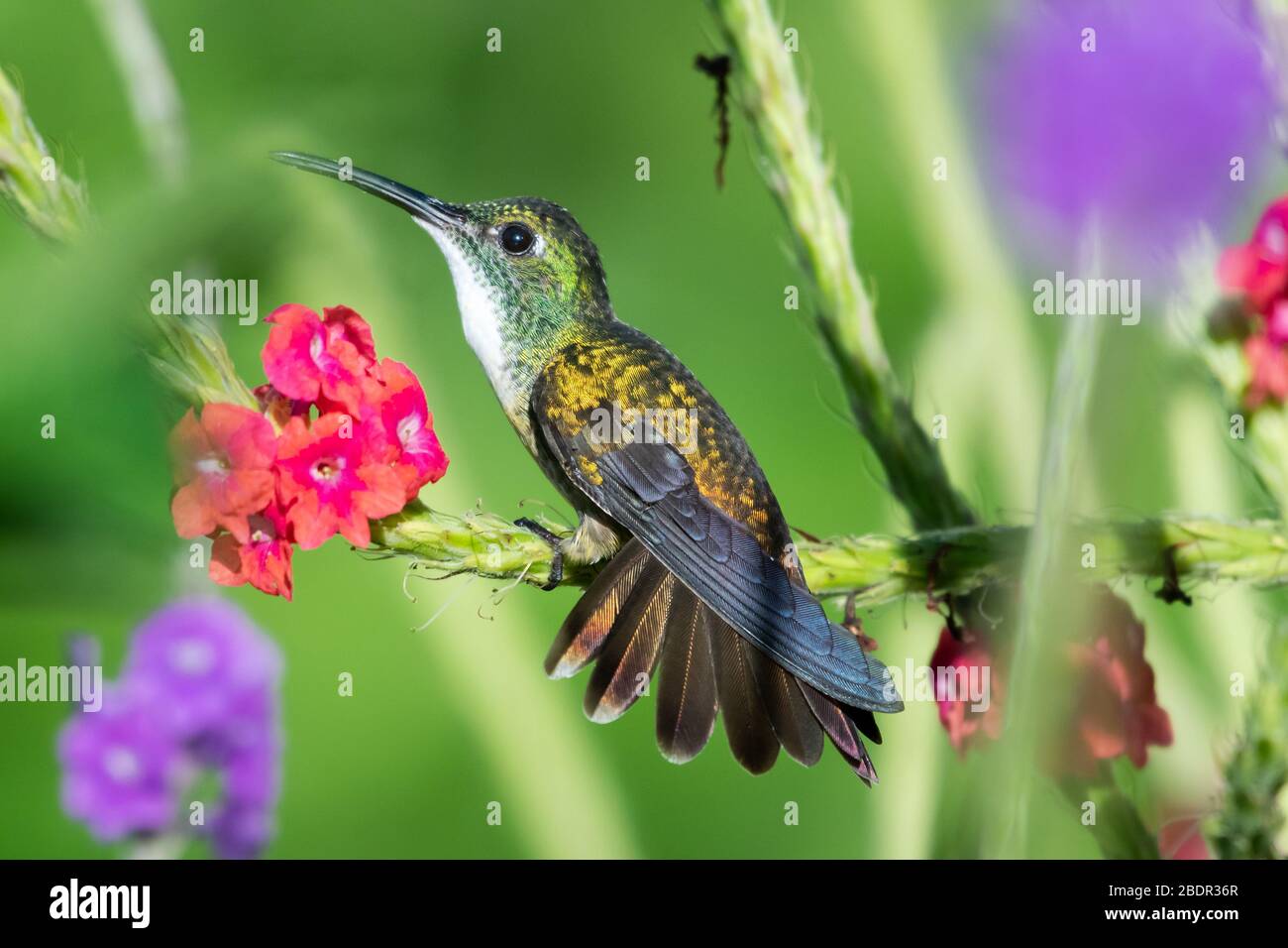 Ein Weißkestenkolibri Smaragd Kolibri, der sein Gebiet in einem Vervain-Fleck mit gemischten Blumen begibt und verteidigt. Stockfoto