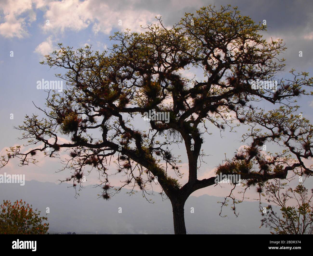 Felder und Wälder in der Nähe der archäologischen Stätte Toniná in Chiapas, im Süden Mexikos Stockfoto