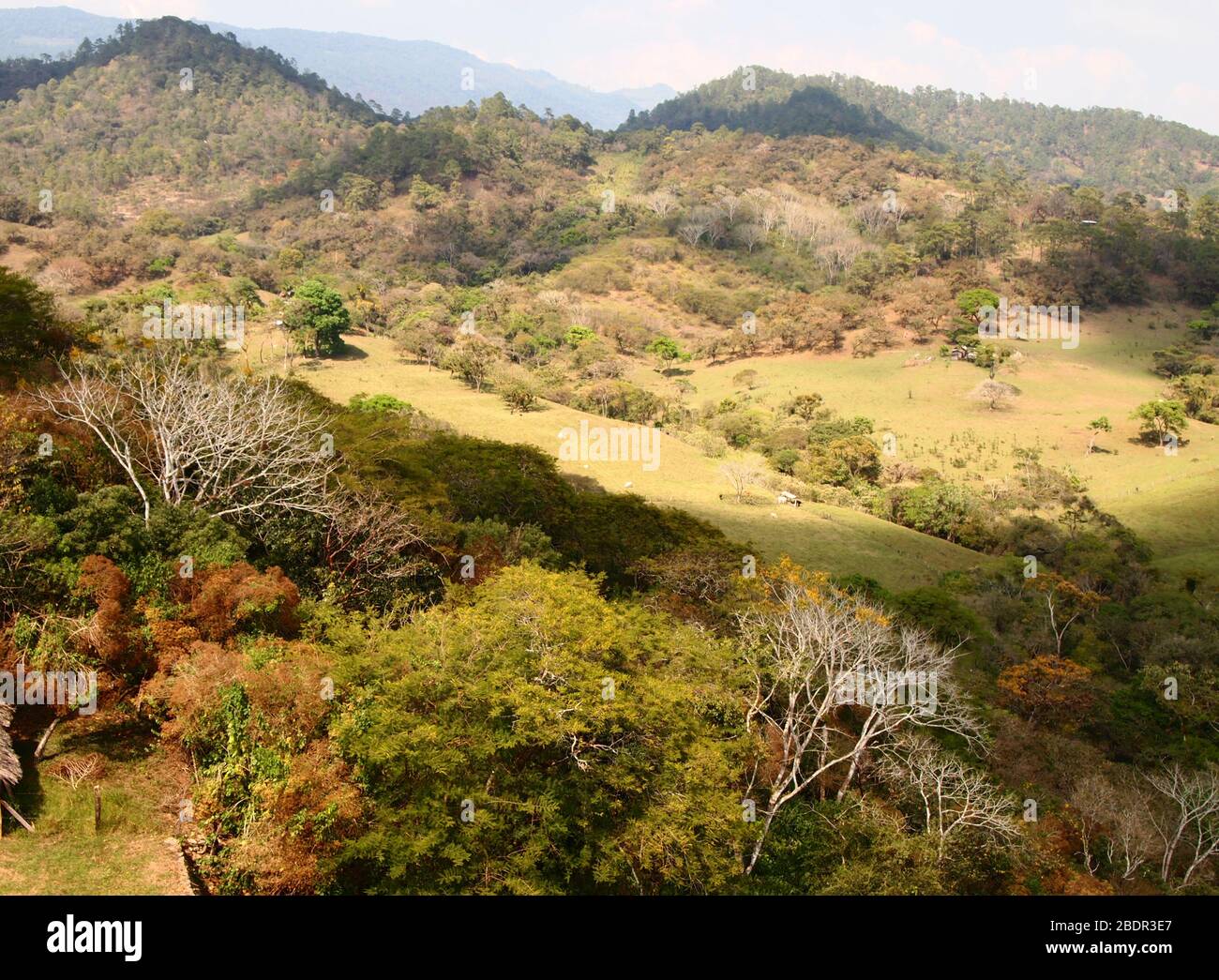 Tropische submontane Wälder in der Nähe der archäologischen Stätte Toniná in Chiapas, im Süden Mexikos Stockfoto