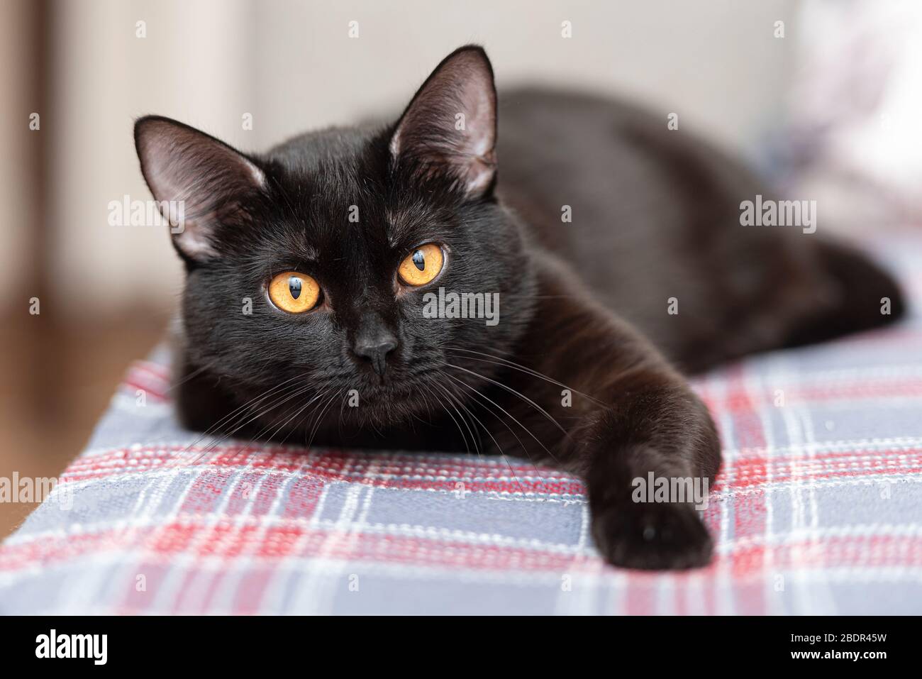 Schwarze Hauskatze auf dem Bett im Zimmer Stockfoto