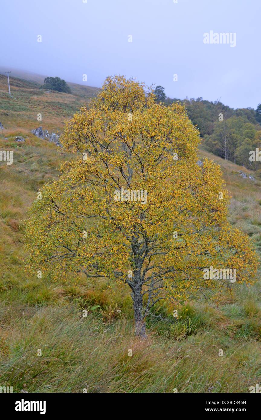 Herbstlandschaft um Balquhidder und loch Voil Trossachs stirling Stockfoto