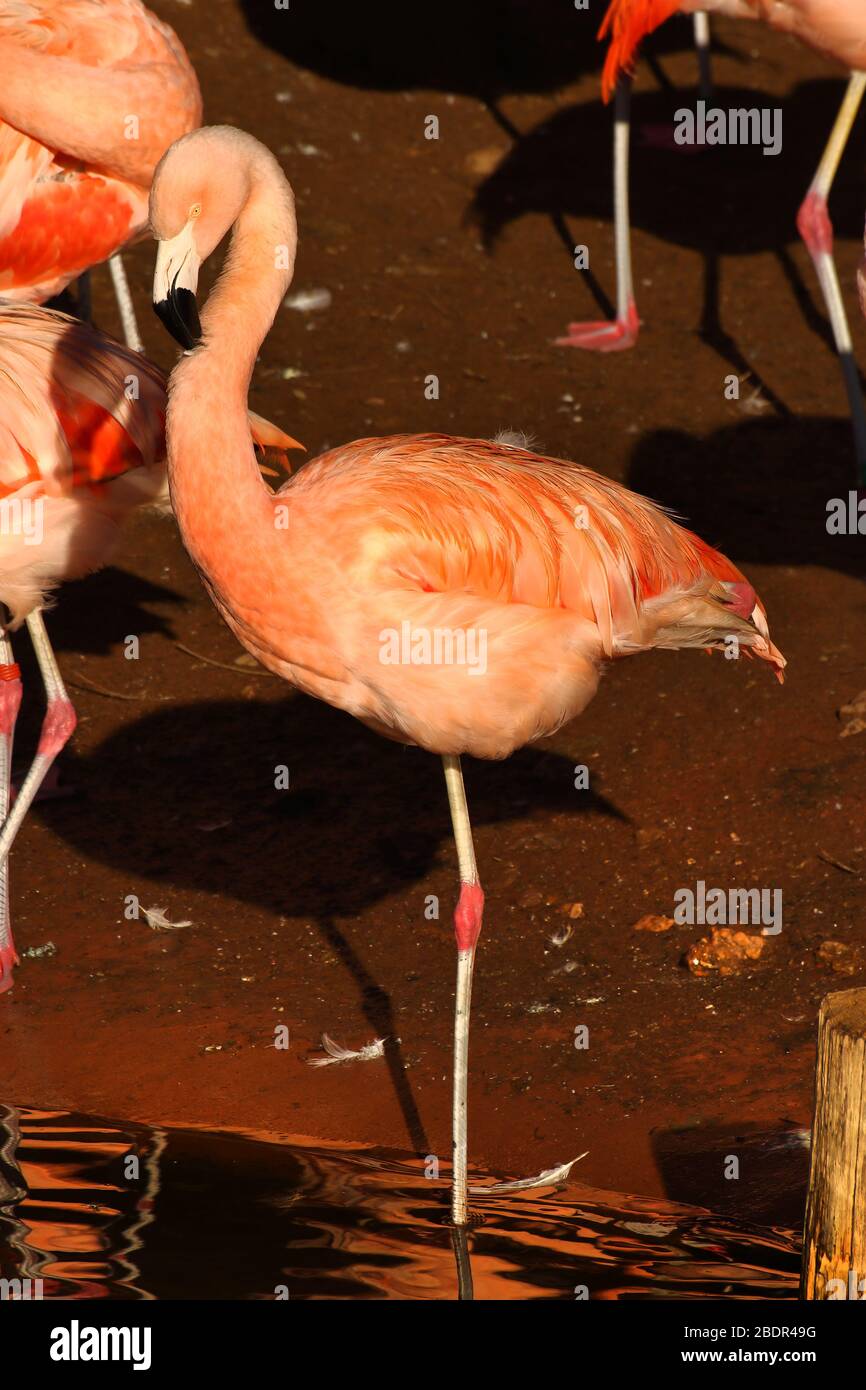 Flamingos im Paignton Zoo, Devon, Großbritannien Stockfoto