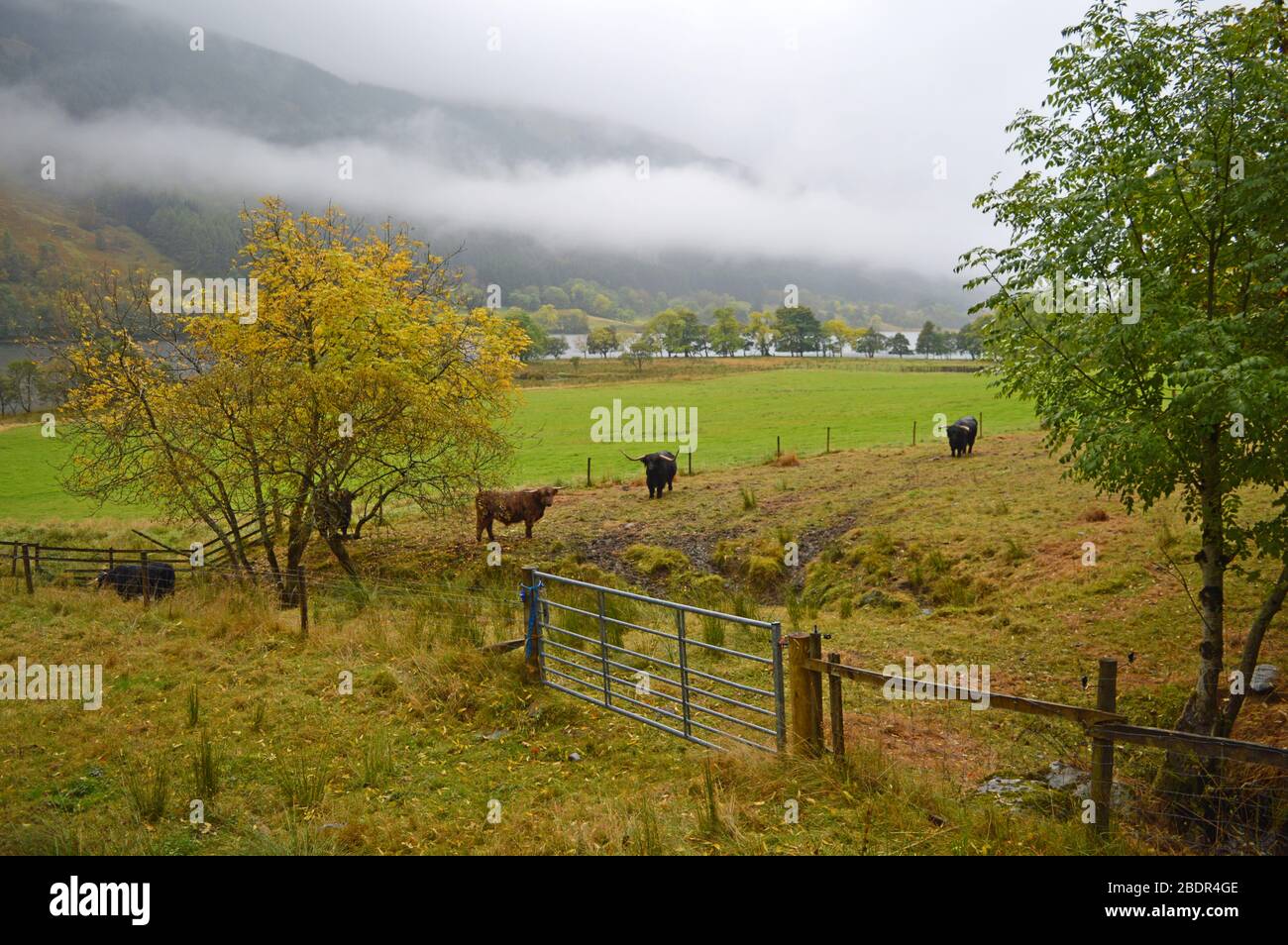 Schottische Hochlandkühe in den Glen von Loch Voil, Balquhidder, Stirling, Schottland Stockfoto