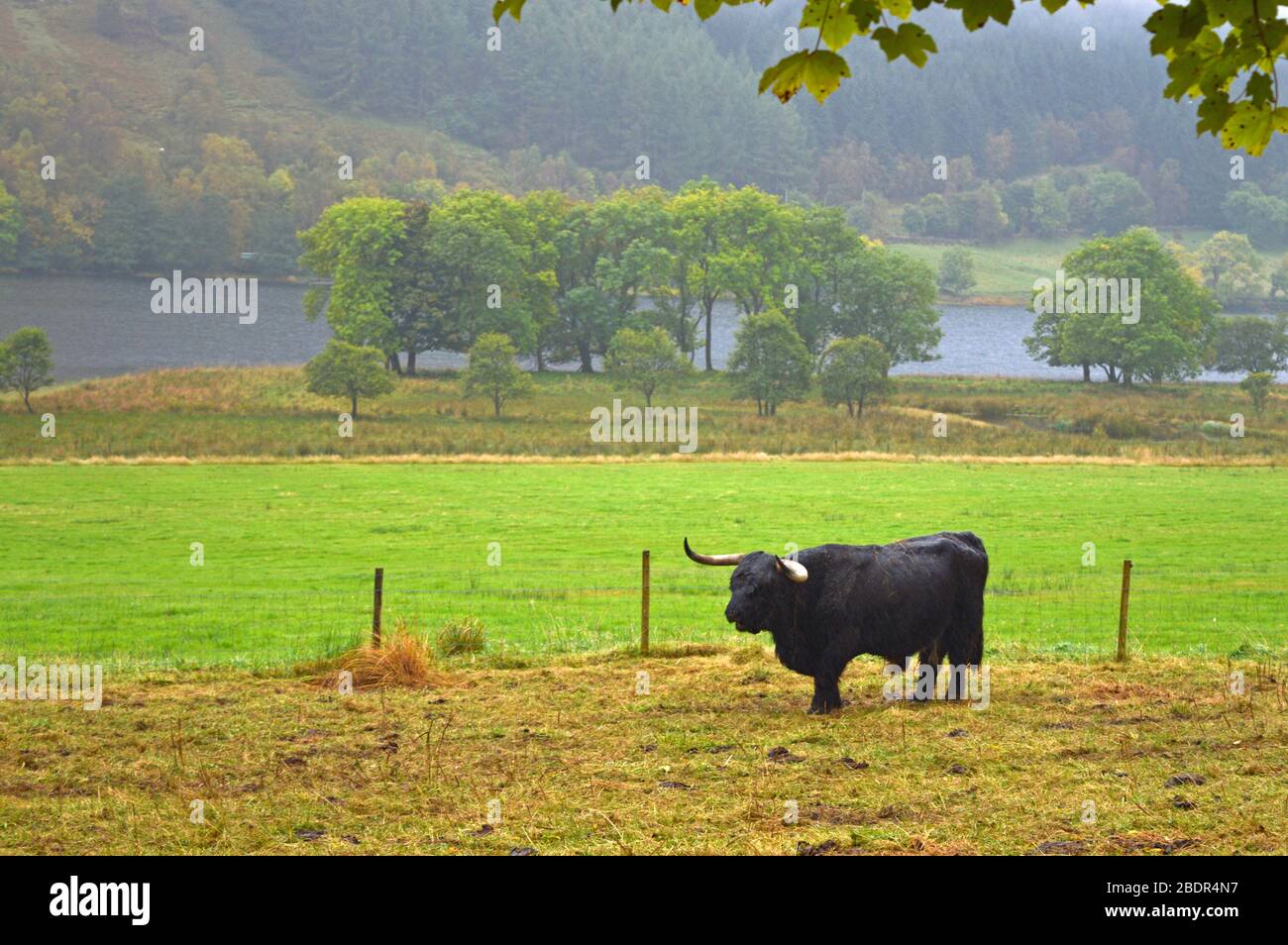 Schottische Hochlandkühe in den Glen von Loch Voil, Balquhidder, Stirling, Schottland Stockfoto