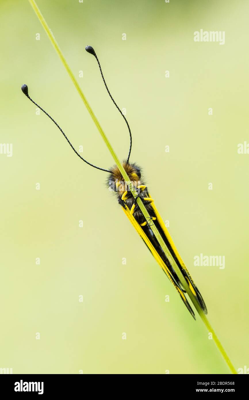 Eine Eulenfliege (Ascalaphus libelloides macaronius), die auf einem Grasstamm auf einer Wiese in Bulgarien ruht Stockfoto