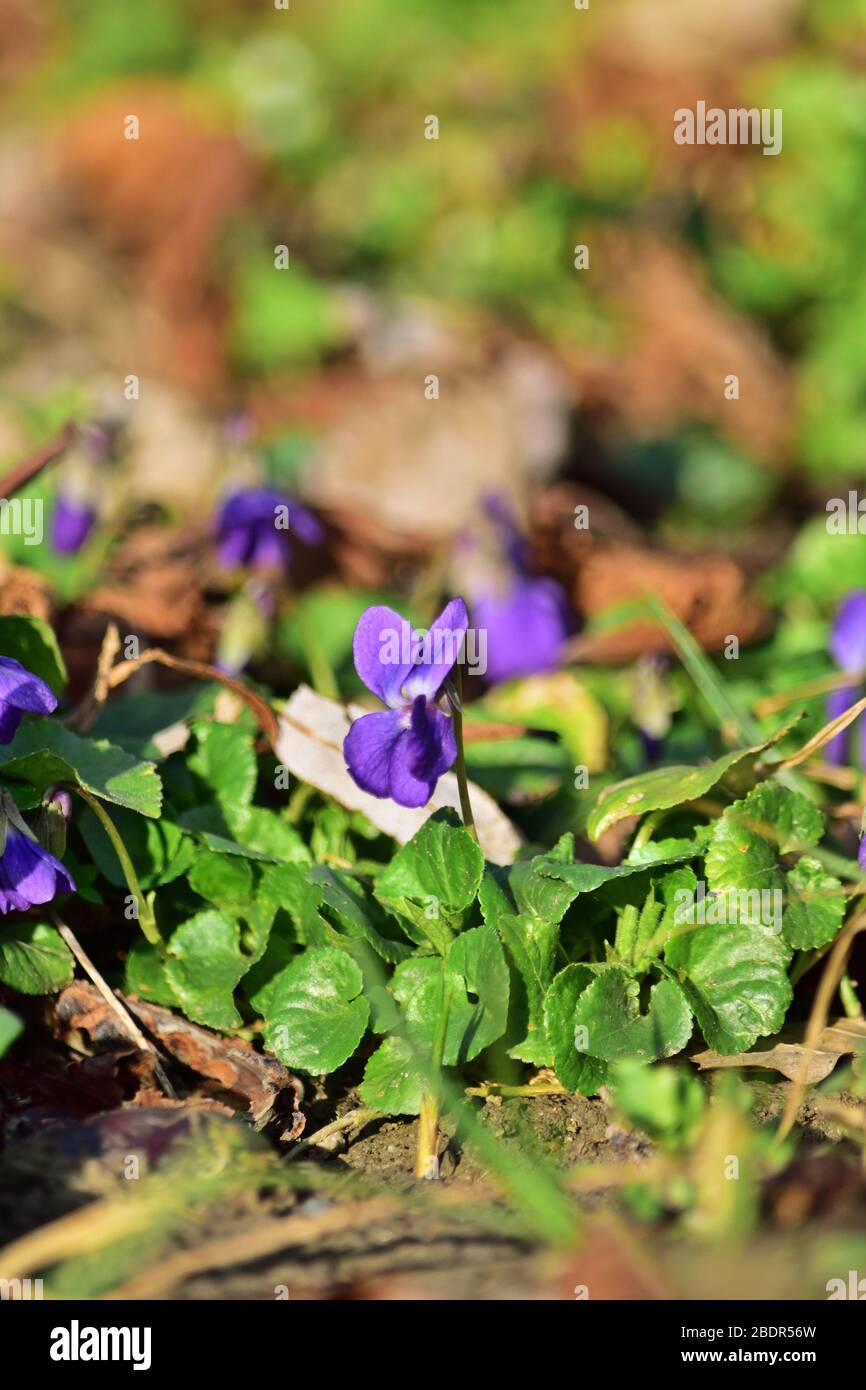 Viola odorata oder Holz violett, blaue Farbe im frühen Frühjahr Stockfoto
