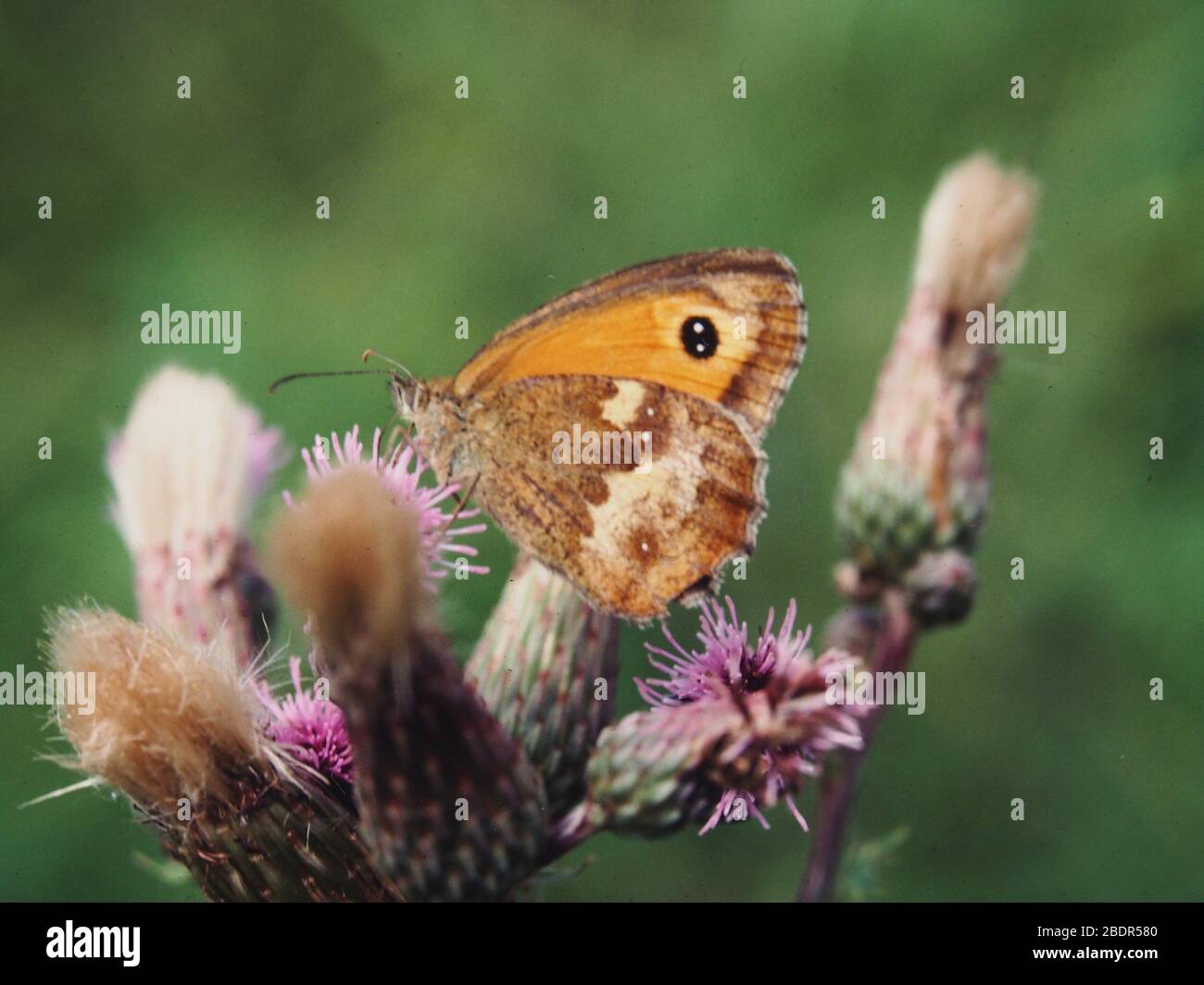 Kleine Heide Schmetterling auf einem Klumpen Distelköpfe, Essex, Großbritannien Stockfoto