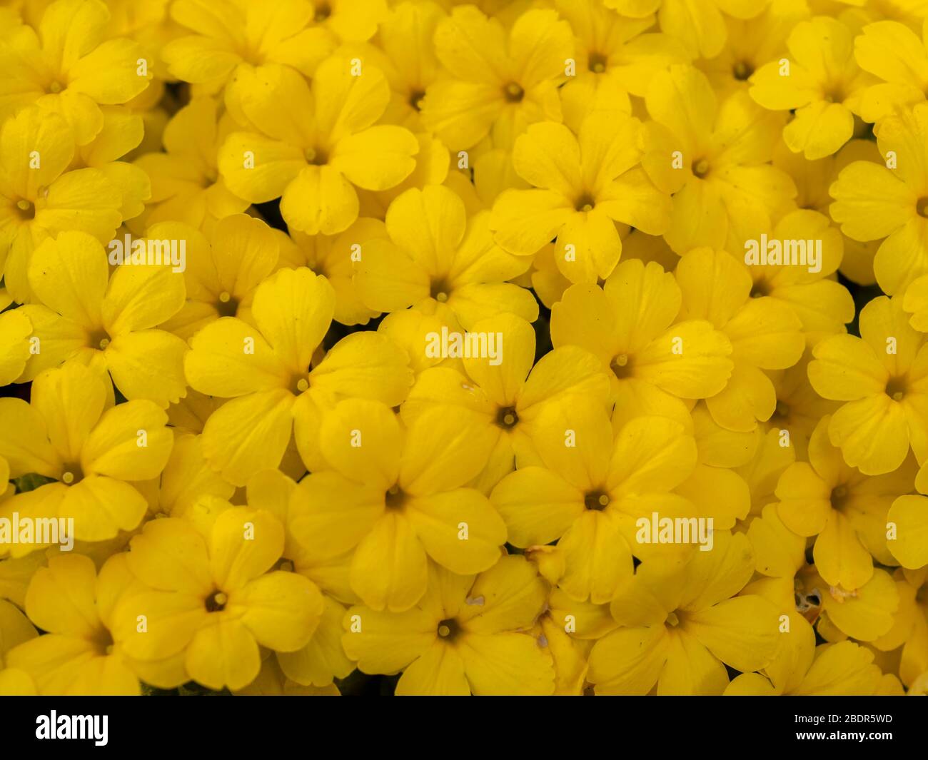Nahaufnahme der dichten leuchtend gelben Blüten der Alpenpflanze Dionysia aretioides Stockfoto