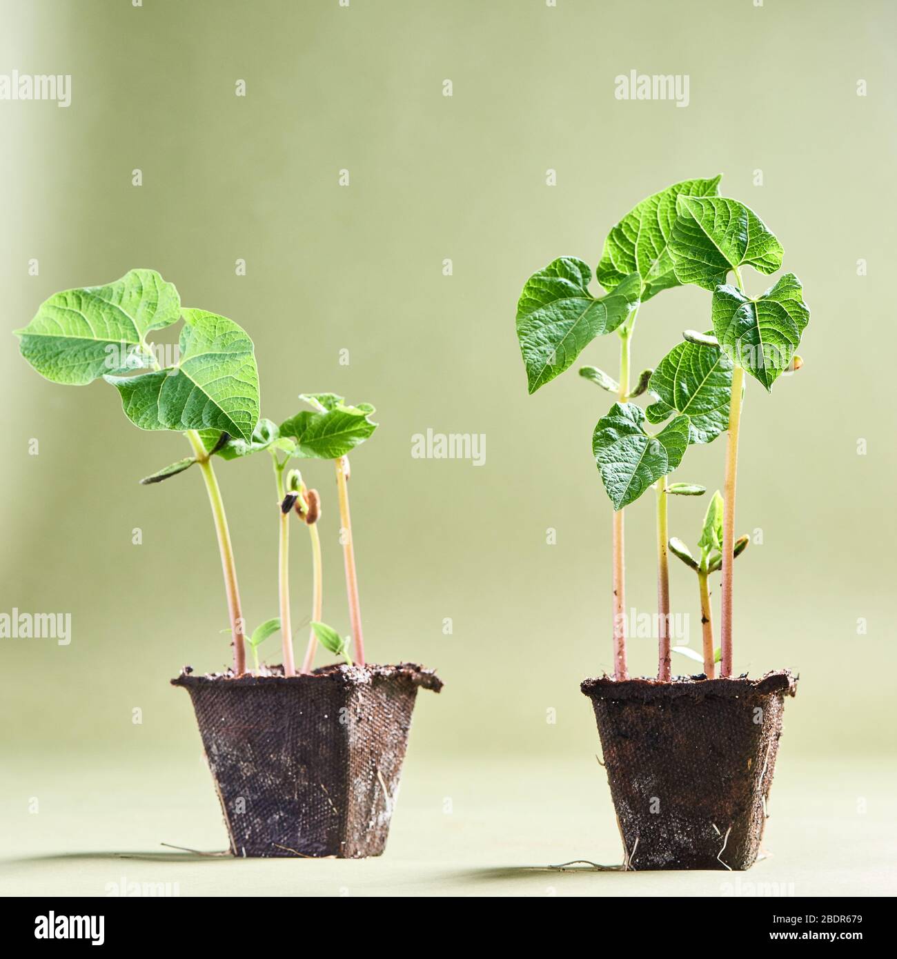 Pflanzen wachsen, Indoor für Gartenarbeit. Stockfoto