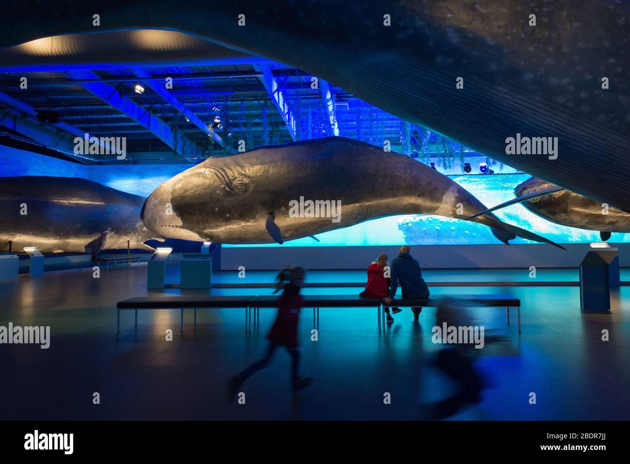 Ausstellung und Museum der Wale von Island, Reykjavik, Island Stockfoto