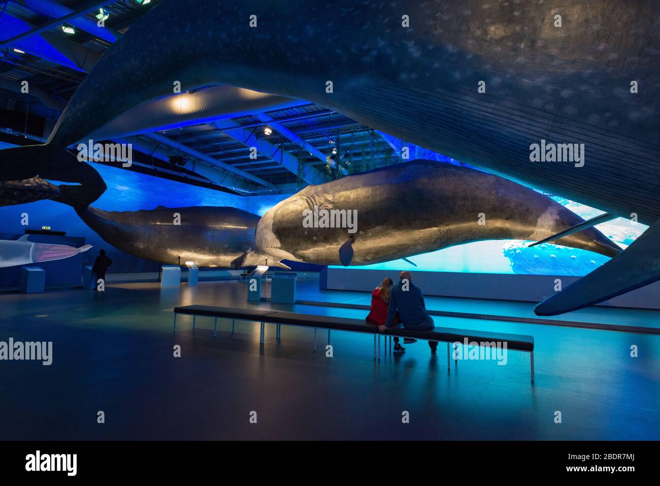 Ausstellung und Museum der Wale von Island, Reykjavik, Island Stockfoto