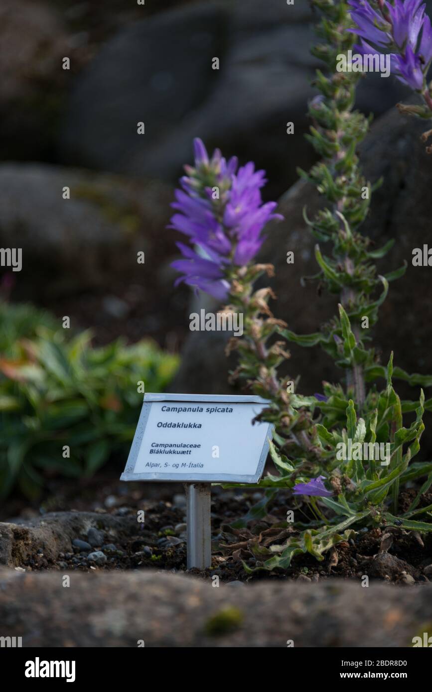 Reykjavík Botanischer Garten, Island Stockfoto