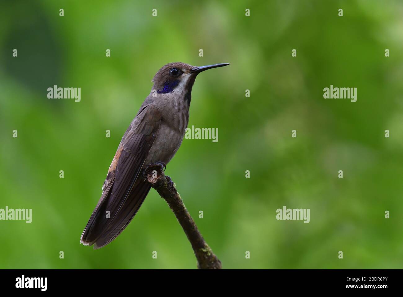 Braun Violetear in Costa Rica Wolken Wald Stockfoto