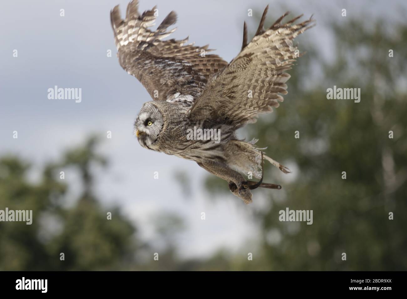 Europäische Eule im Zoo Stockfoto