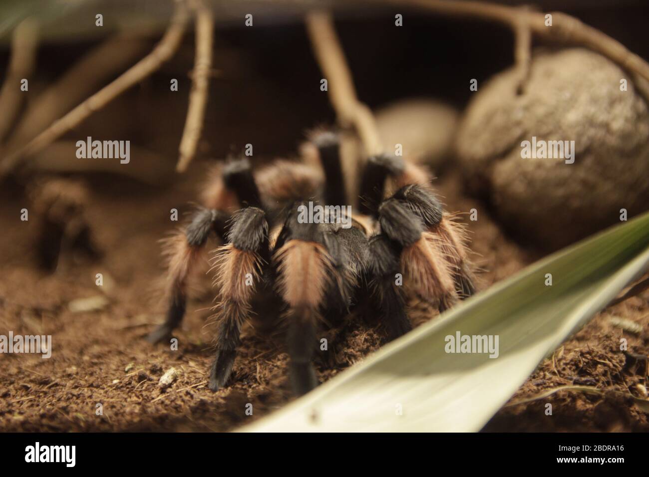 Spinne in Gefangenschaft Nahaufnahme Stockfoto