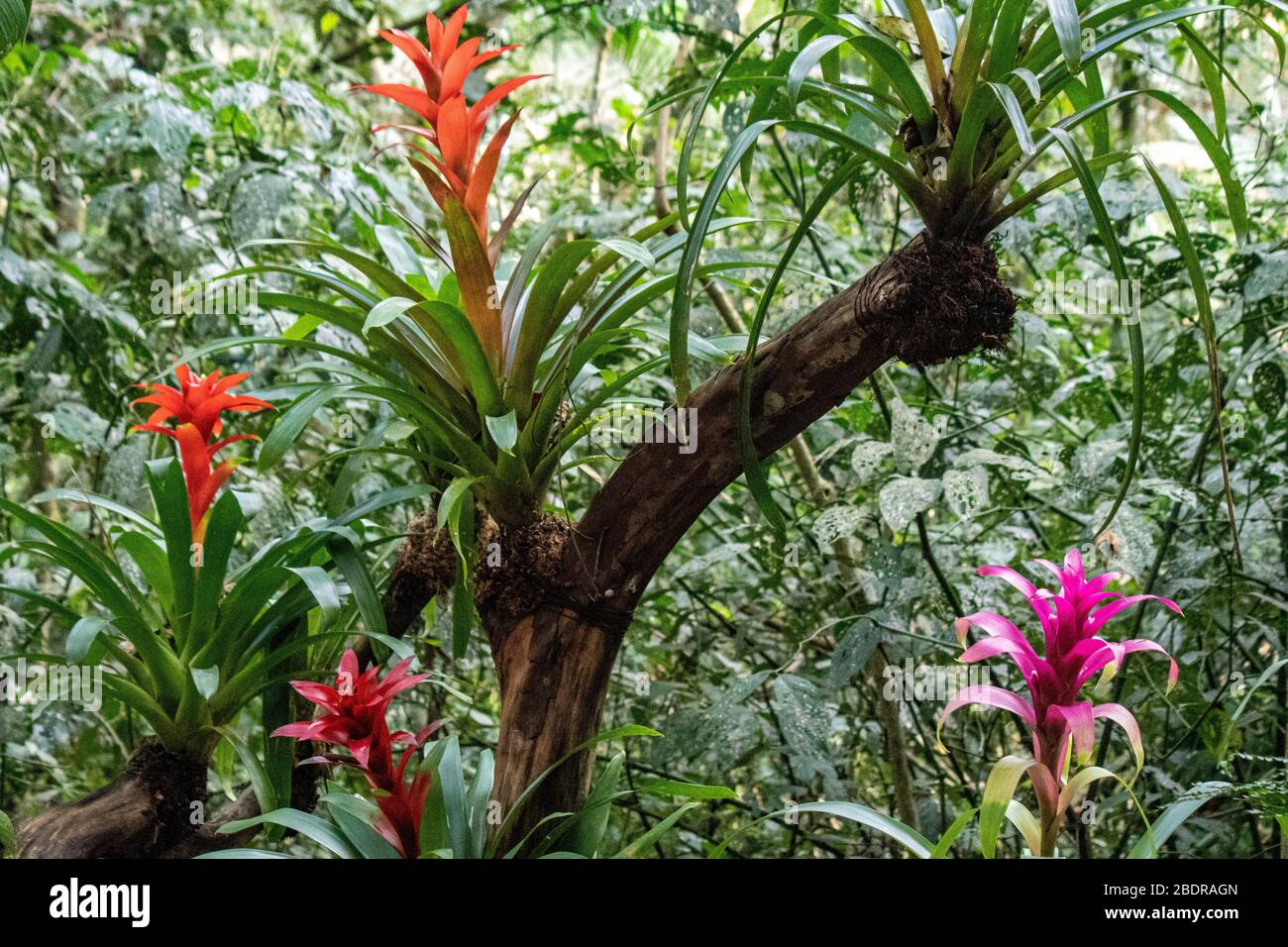 Parque das Aves, Foz Do Iguacu, Brasilien Stockfoto