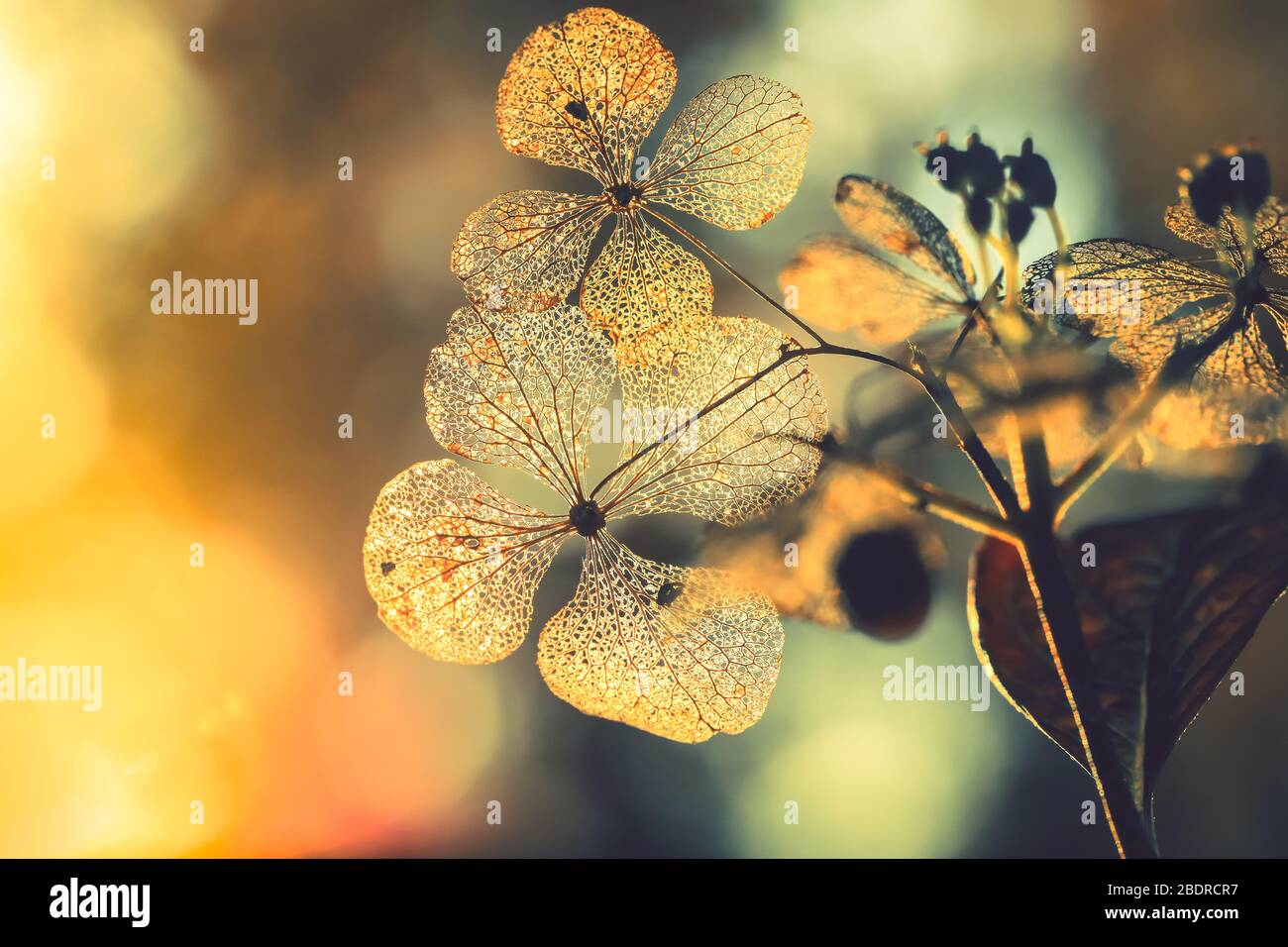 Selektiver Fokus auf Blütenblatt der trockenen Hortensien Blume mit Natur grünen Hintergrund Stockfoto