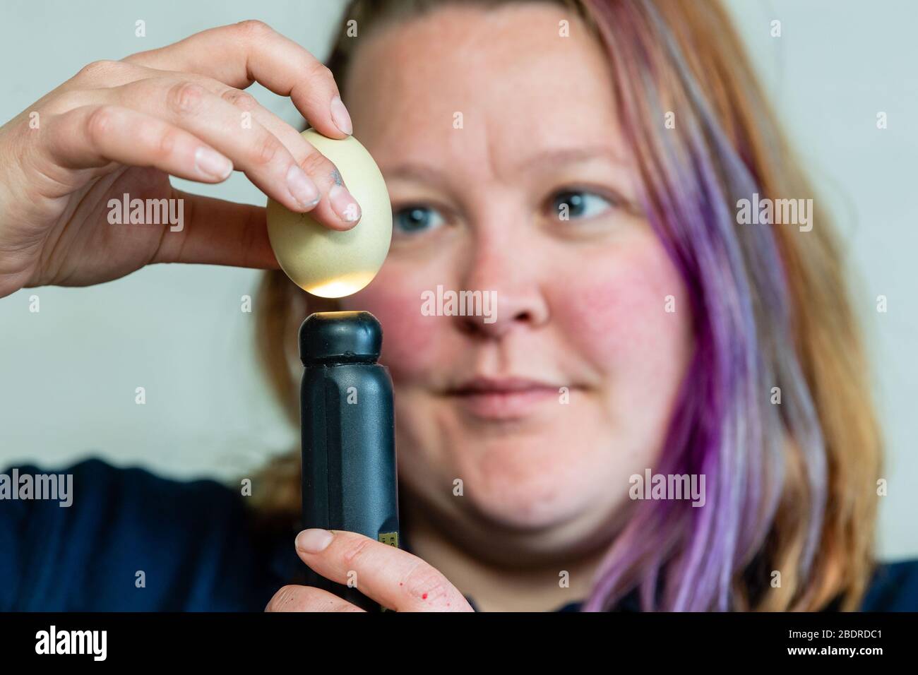 Love Gorgie Farm, Ostern, Zia Vest Tierhaltung Supervisor überprüft die Eier, die im Brutschrank für kleine osterküken sind Stockfoto