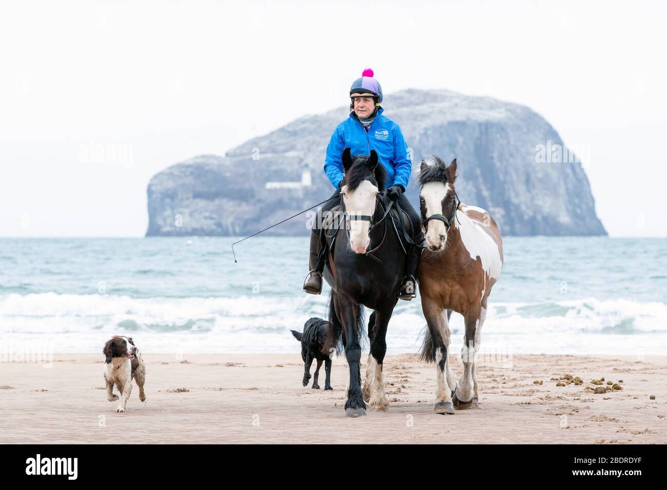 Carol Boswell von Seacliff Stables in der Nähe von North Berwick nimmt ihre Kutschpferde Percy und Woody mit auf einen Spaziergang und ein paar Übungen entlang der Seacliff Bay Joine Stockfoto