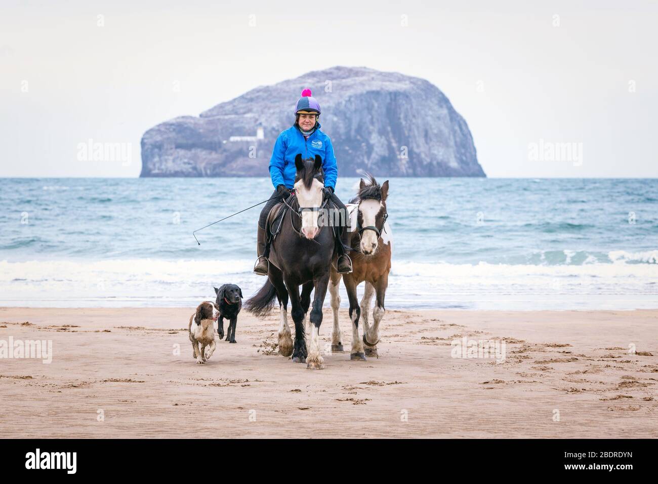 Carol Boswell von Seacliff Stables in der Nähe von North Berwick nimmt ihre Kutschpferde Percy und Woody mit auf einen Spaziergang und ein paar Übungen entlang der Seacliff Bay Joine Stockfoto