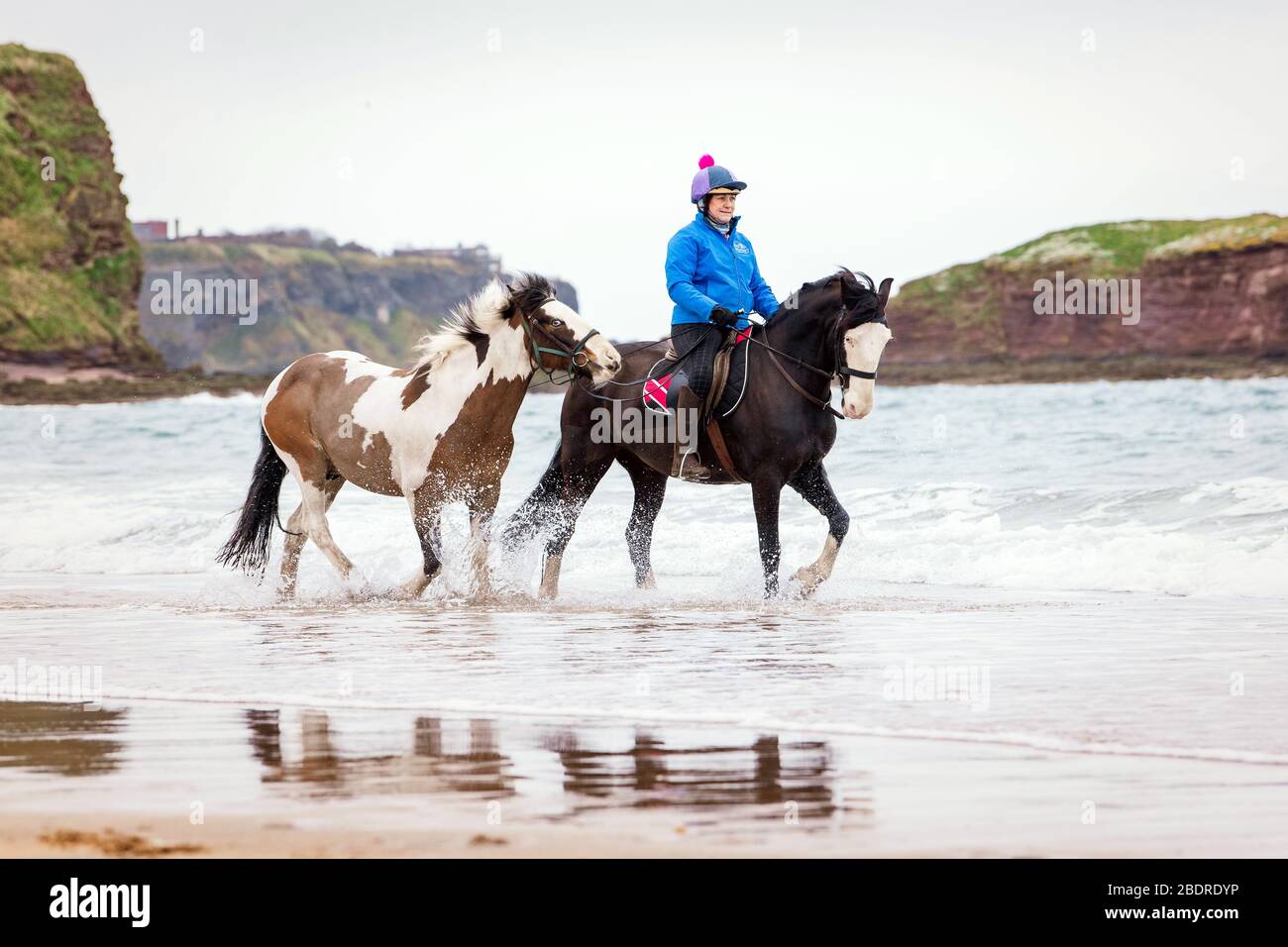 Carol Boswell von Seacliff Stables in der Nähe von North Berwick nimmt ihre Kutschpferde Percy und Woody mit auf einen Spaziergang und ein paar Übungen entlang der Seacliff Bay Stockfoto