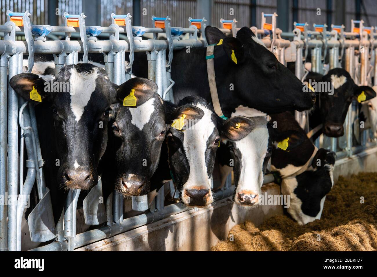 Kuhalarm, Die Campbells/Cuil Farm Stockfoto