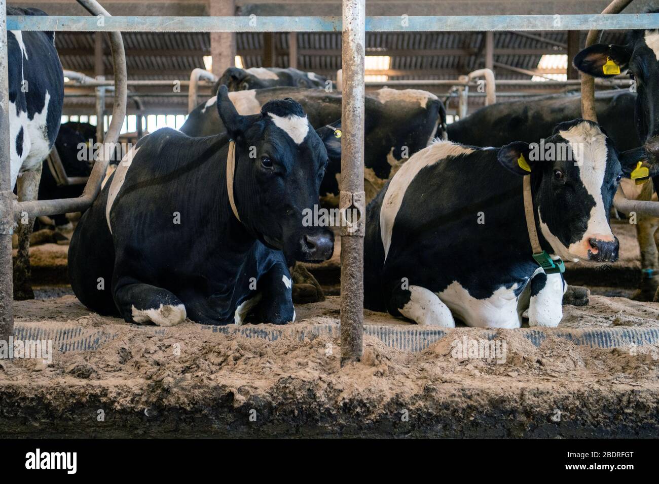 Kuhalarm, Die Campbells/Cuil Farm Stockfoto