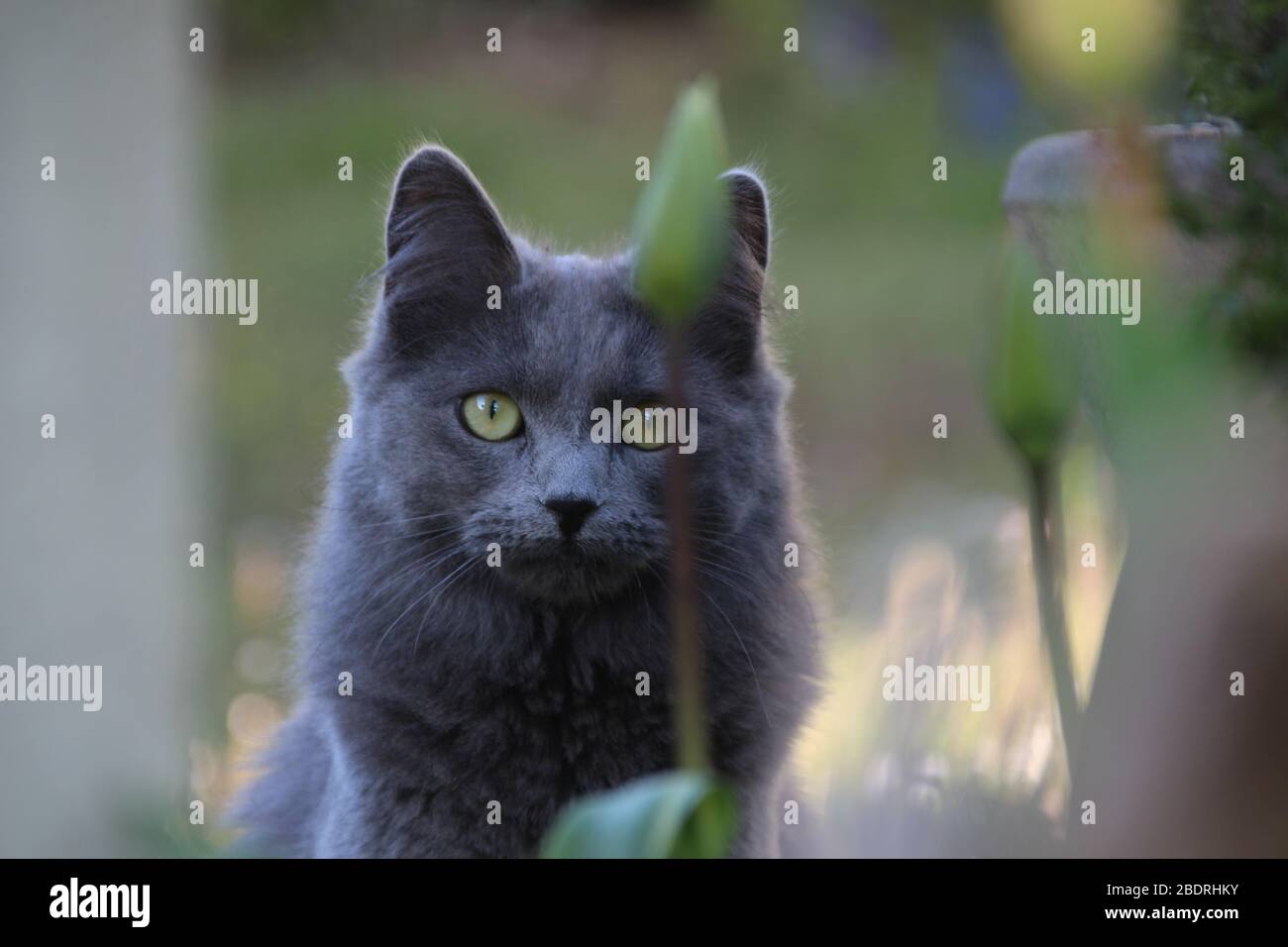 Graue Katze von einigen Pflanzen versteckt Stockfoto