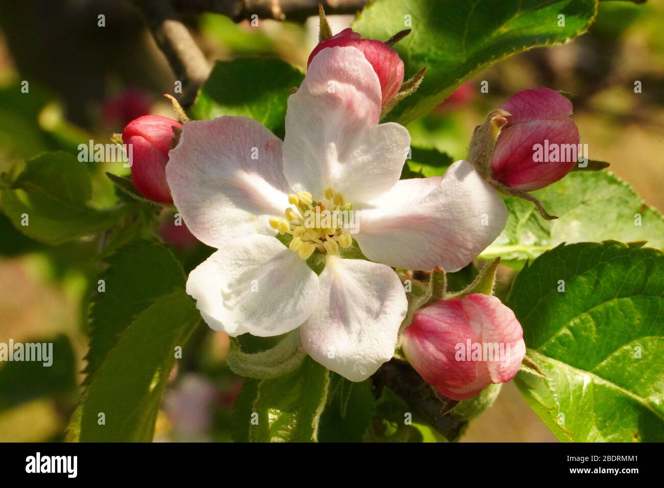 Nahaufnahme der Frühlings-Apfelblüte vom Obstbaum in Bio-Obstgarten in voller Blüte, Bieneninsekt auf Blütenblättern in weiß rosa rot aga Stockfoto