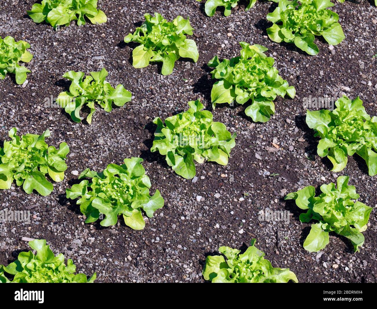 Junge grüne Salatpflanzen wachsen auf einem Feld Stockfoto