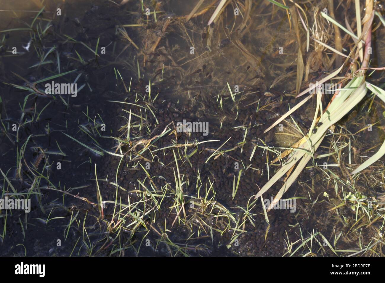 Baby kaulquappen Fotos und Bildmaterial in hoher Auflösung Alamy