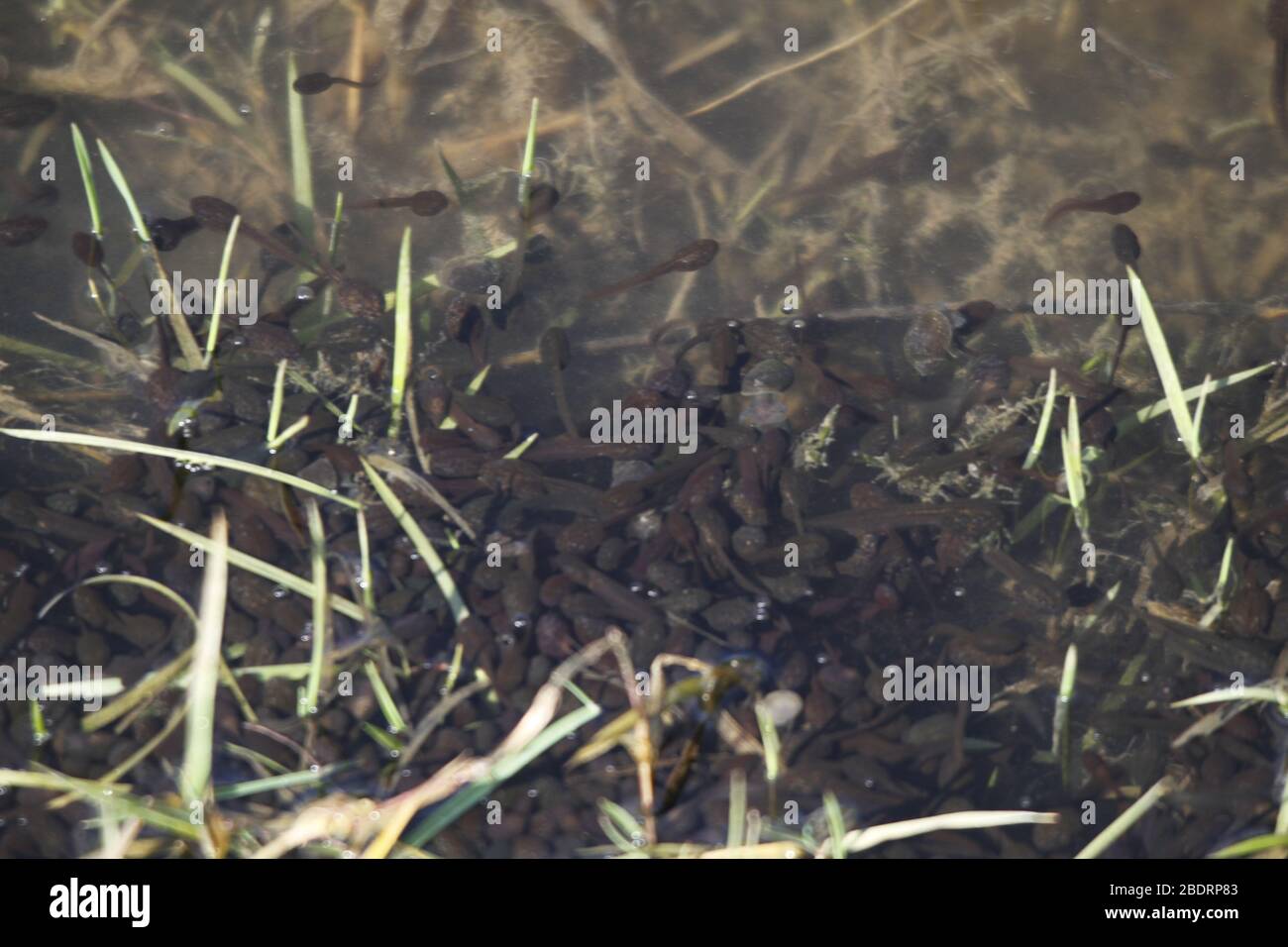 Baby kaulquappen Fotos und Bildmaterial in hoher Auflösung Alamy