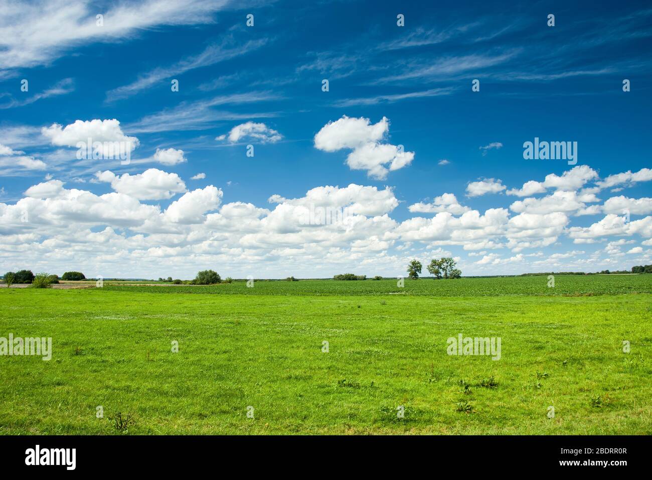 Grüne Wiese, Horizont und weiße Wolken auf blauem Himmel, Sommeransicht Stockfoto