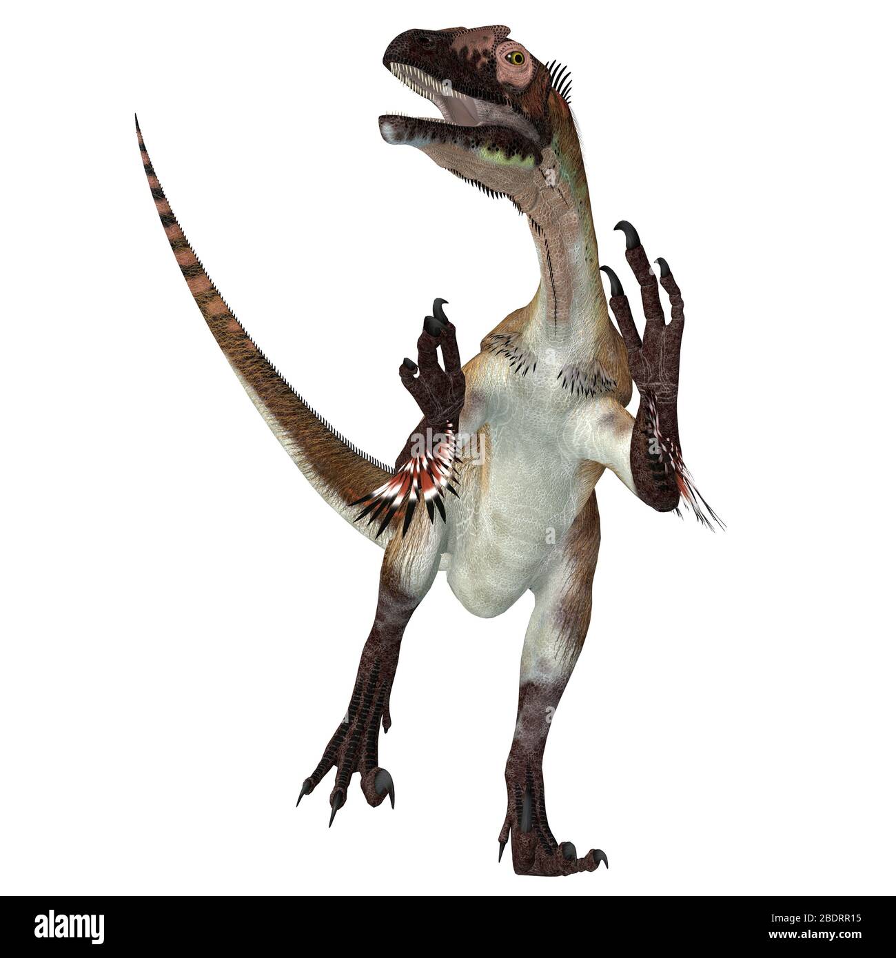 Utahraptor war ein fleischfressende Theropod-Dinosaurier, der während der Kreidezeit in Utah, Vereinigte Staaten lebte. Stockfoto